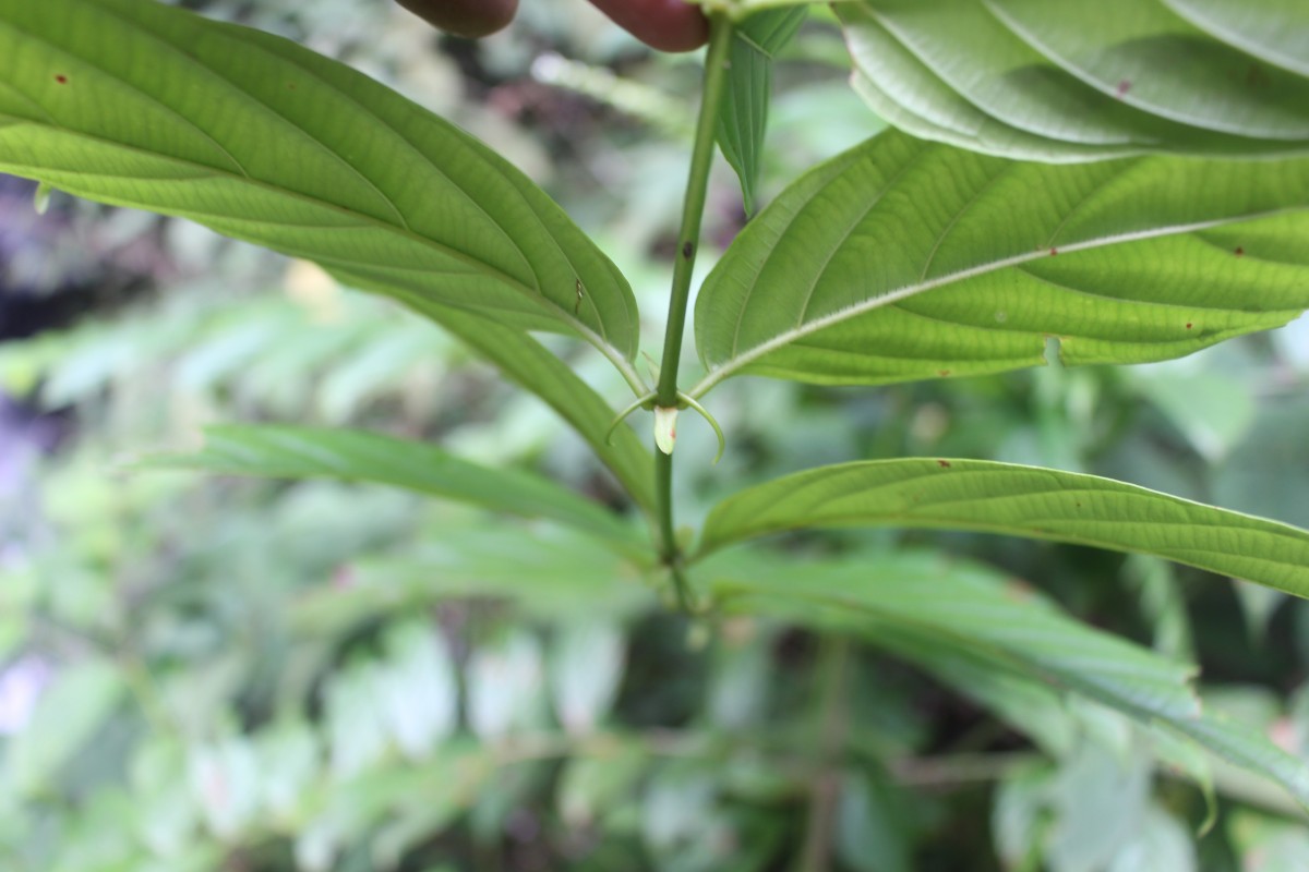 Uncaria elliptica R.Br. ex G.Don